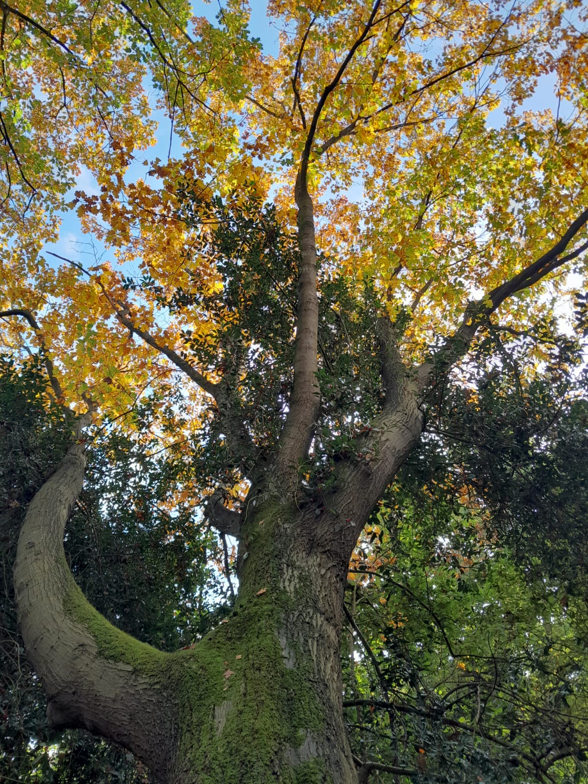 Trees with green moss and autumn leaves